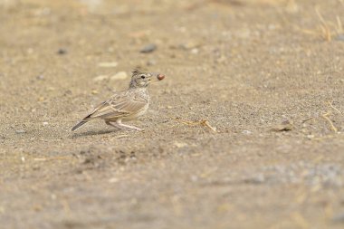 lark bird on the ground with a seed in its beak (Alauda arvensis)