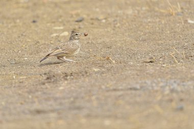 Parkın zemininde yaygın bir tarlakuşu (Galerida cristata)