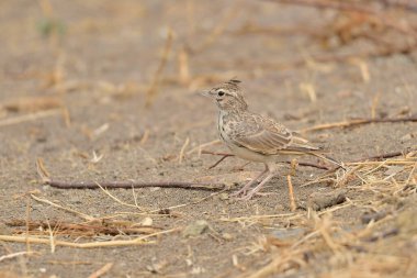 a selective focus shot of a bird on ground (Alauda arvensis)