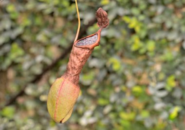 Kahverengi ve yeşil bir sürahi bitkisinin yakın çekimi.