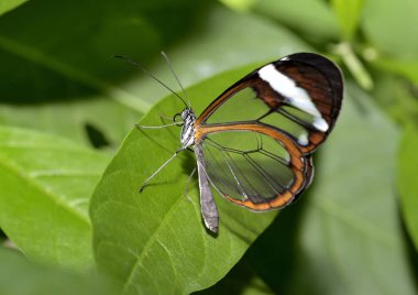 Doğada cam kanatlı kelebek (makro fotoğraf)