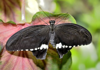 Doğada cam kanatlı kelebek (makro fotoğraf)
