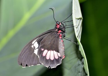 Bahçedeki güzel siyah beyaz kelebek