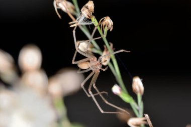 Bahçedeki örümcek bir bitkinin üzerinde kamufle oldu.