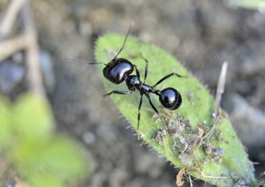 makro fotoğrafçılıkta yeşil yapraklı siyah karınca.