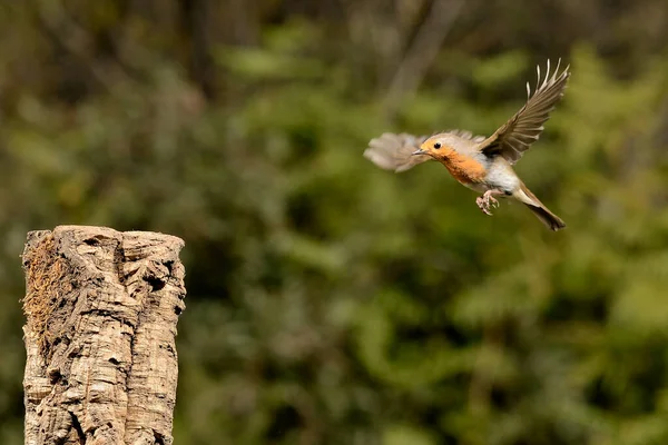 male robin in flight to perch (Erithacus rubecula)