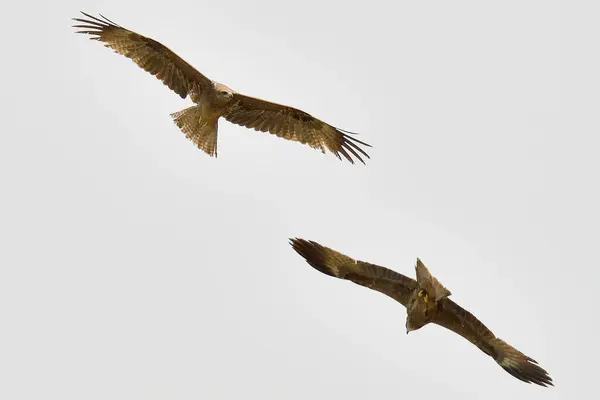 flying birds in the sky (Milvus migrans)