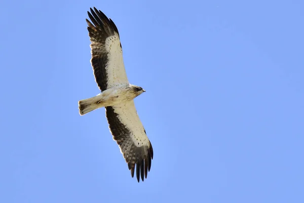 a flying eagle ( haliaeetus leucocephalus ) in the blue sky