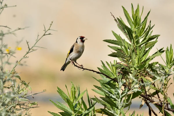 stock image Adult goldfinch perched on a bush branch with pastel colored background (Carduelis carduelis)