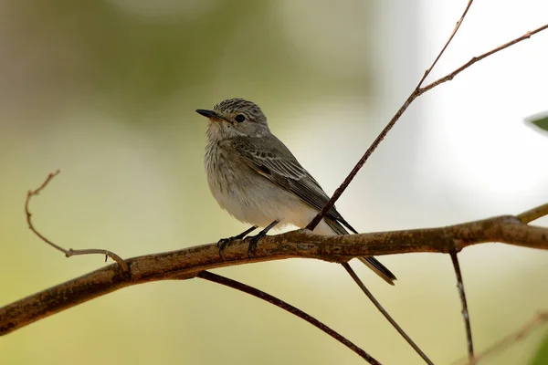 Stock image common flycatcher perched on a tree branch (Muscicapa striata) 