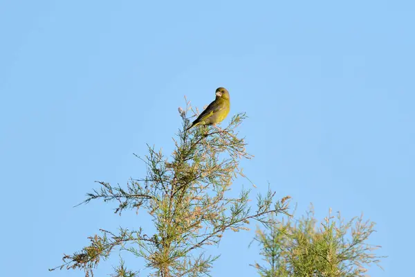 greenfinch on the top of a tree (Chloris chloris) 