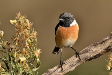 kırmızı - ağaç dalına tünemiş paslı tünek (Saxicola rubicola)