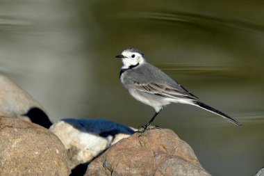 Beyaz kuyruk veya kar deliği (Motacilla alba)