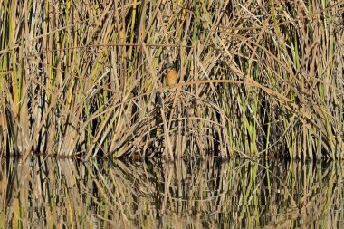 Sudaki bir kuşun yakın plan çekimi.