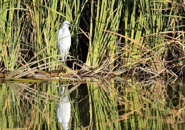 Beyaz balıkçıl veya büyük balıkçıl gölette (Ardea alba)