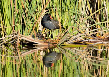 Yaygın kırmızı balık veya moorhen (Gallinula kloropus)