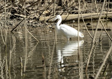 Beyaz balıkçıl veya büyük balıkçıl gölette (Ardea alba)
