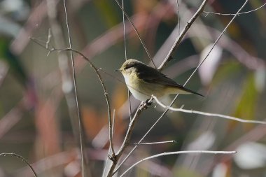 Bir ağacın dalındaki kuş (Phylloscopus collybita)