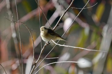 Bir ağacın dalındaki kuş (Phylloscopus collybita)