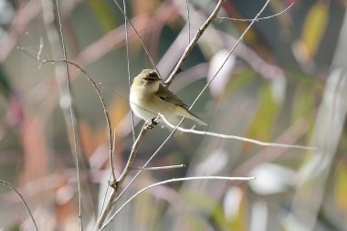Bir ağacın dalındaki kuş (Phylloscopus collybita)