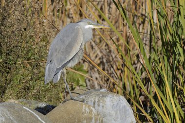 Gri balıkçıl gölette (ardea cinerea )