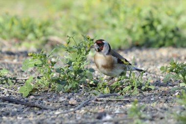 Saka kuşu bir karahindiba bitkisinden tohum yiyor. (Carduelis carduelis)