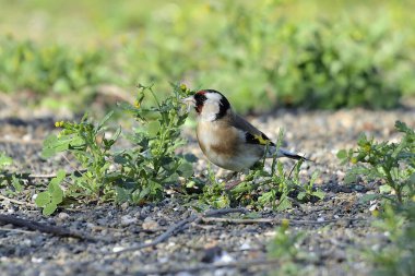 Saka kuşu bir karahindiba bitkisinden tohum yiyor. (Carduelis carduelis)