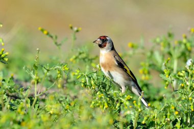 Saka kuşu bir karahindiba bitkisinden tohum yiyor. (Carduelis carduelis)