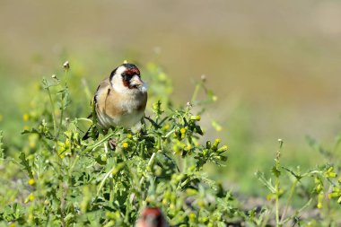 Saka kuşu bir karahindiba bitkisinden tohum yiyor. (Carduelis carduelis)