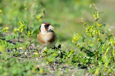 Saka kuşu bir karahindiba bitkisinden tohum yiyor. (Carduelis carduelis)