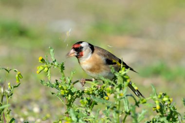 Saka kuşu bir karahindiba bitkisinden tohum yiyor. (Carduelis carduelis)