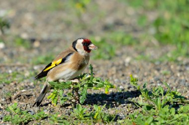 Saka kuşu bir karahindiba bitkisinden tohum yiyor. (Carduelis carduelis)