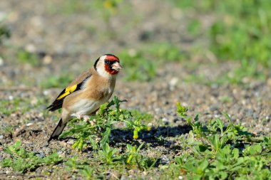 Saka kuşu bir karahindiba bitkisinden tohum yiyor. (Carduelis carduelis)