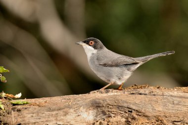 Yeşil arka planı olan siyah başlı bülbül (Sylvia melanocephala)
