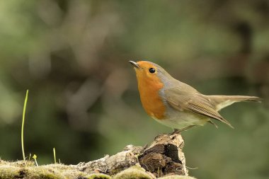 (Erithacus rubecula))