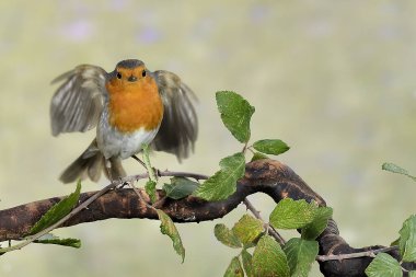 Avrupa Robin 'i yeşil arka planda sahada