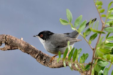 Yeşil arka planı olan siyah başlı bülbül (Sylvia melanocephala)