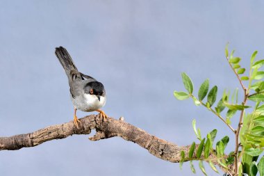 Yeşil arka planı olan siyah başlı bülbül (Sylvia melanocephala)