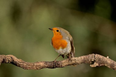 (Erithacus rubecula))