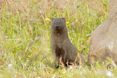 Avrasya firavunfaresi bazı büyük kayaların yanında (Herpestes ichneumon)