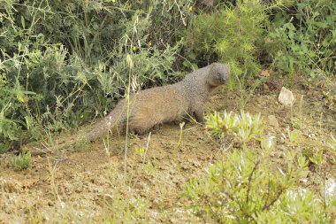 Avrasyalı firavun faresi dağlarda yürüyor