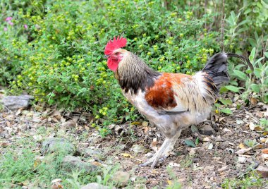 Bahçedeki horoz (Gallus gallus)