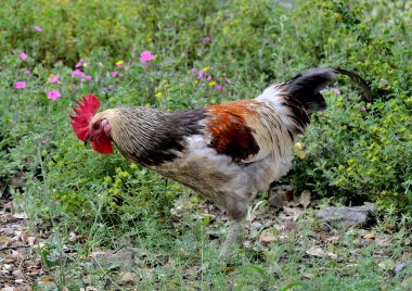 Bahçedeki kırmızı horoz (Gallus gallus domesticus)