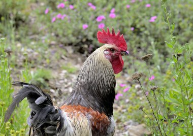 Kırmızı çiçekli horoz (Gallus gallus domesticus)