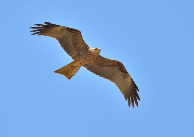 Dağlarda uçan kırmızı uçurtma ve mavi gökyüzü (Milvus milvus)