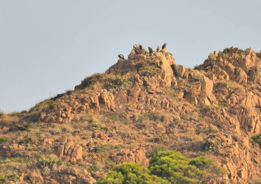 a beautiful shot of the mountains in the background (Gyps fulvus)