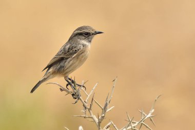 Stonechat female perched on a thorn bush (Saxicola rubicola)