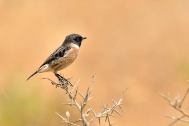 Şafak vakti turuncu arka planı olan bir şahin ağacına tünemiş erkek taş heykeli (Saxicola rubicola)