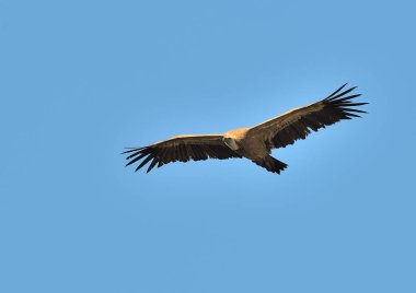 Griffon akbabası mavi gökyüzünde uçuyor (Gyps fulvus)