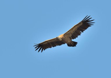 Griffon akbabası mavi gökyüzünde uçuyor (Gyps fulvus)